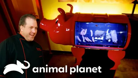 Custom Pig-Shaped Fish Tank and Wave Aquarium Installed in Restaurants