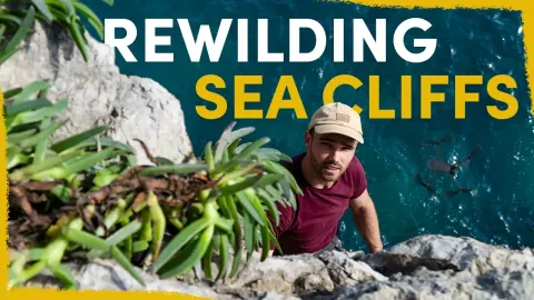 How Extreme Technology and Bold Interventions Are Restoring Rare Plants on Sea Cliffs