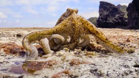 Octopus Leaves Water to Hunt on Land as Rock Pools Dry Up in Summer Heat