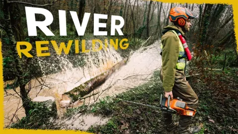 Why We Drop Healthy Trees Into Rivers for Ecosystem Restoration