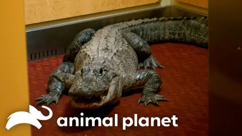 Alligator Trapped in Hotel Elevator Sparks Daring Rescue