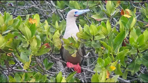 Booby Red and the Natural Context