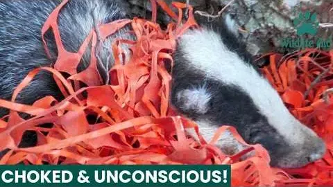 Badger Rescued from Tangled Construction Netting in Dramatic Emergency Call