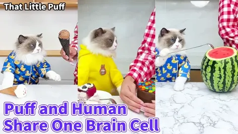 A Puff and a Human Share One Brain Cell in This Hilarious Moment
