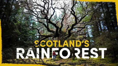 Scotland's Lost Rainforest Is Being Restored One Community-Led Effort at a Time
