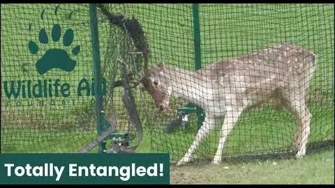 Rescuing a Large Male Deer Tangled in Cricket Netting