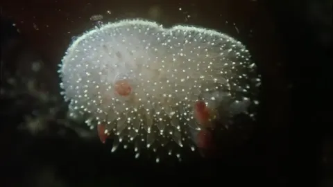 Discover the Nanaimo Dorid: A Unique Sea Slug of the Pacific Coast