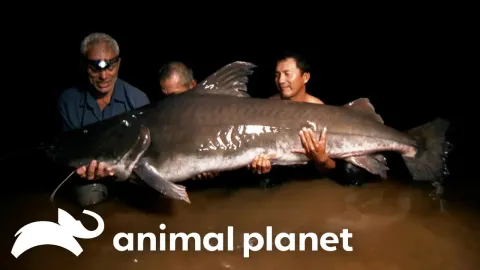 Jeremy Wade Faces a Legendary Man-Eating Fish in Guyana's Rainforest