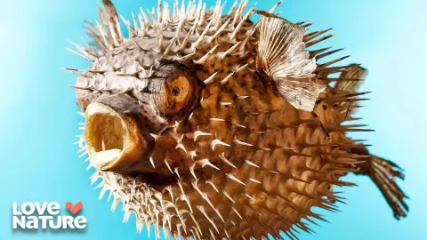 Tiny but Deadly Ocean Hunters That Dominate the Sea