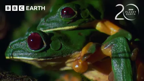 Gliding Leaf Frogs Leap From Treetops to Breed in the Canopy