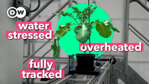 Plants One Features and What to Know