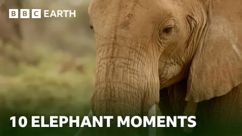 Elephant Family Secrets Revealed Through Clever Camera Tricks