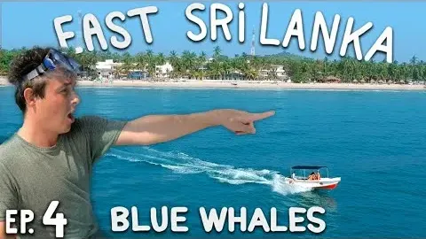 Blue Whale Watching in Trincomalee Reveals Sri Lanka's Wild Ocean Side