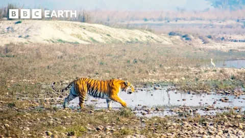 Rare Tiger Behaviors Revealed by Drone Footage in Nepal