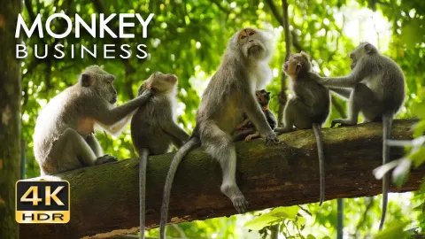 Monkey Business in 4K HDR A Relaxing Animal Documentary with Music and No Narration