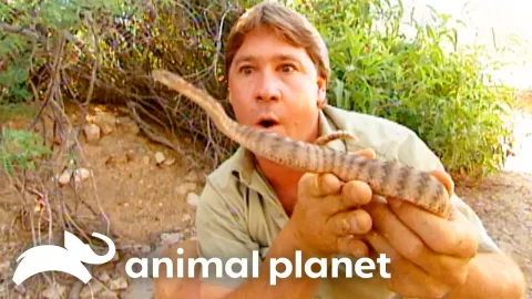 Tracking Rattlesnakes on an Arizona Military Range with the Crocodile Hunter