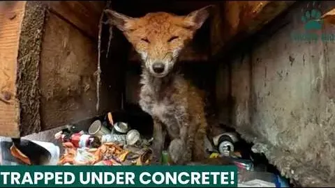 Heartbreaking Fox Rescue in Tolworth Highlights Dangers of Urban Wildlife