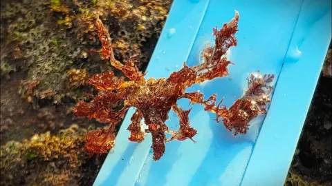How Hemphill's Kelp Crab Uses Camouflage to Evade Predators