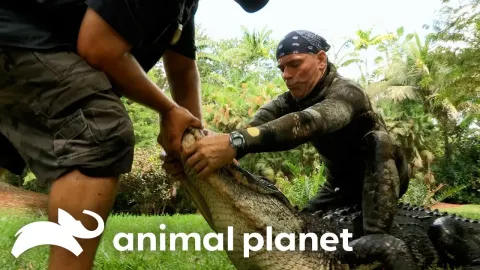 Gator Jimmy Features and What to Know