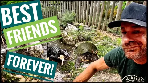 A Cayman and a Tortoise Become Unlikely Best Friends