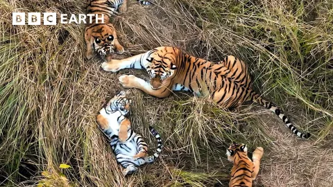 Tiger Mothers Share Parenting Duties in Rare Behavior Captured on Film