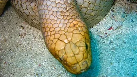 Olive Sea Snake: The Most Venomous Marine Reptile in the Indo-Pacific