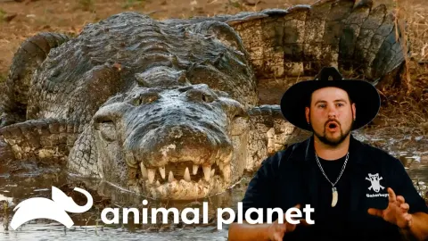 Jimmy Battles a Massive Gator in Mexico to Save Farm Animals
