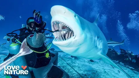 Life Under the Sea: Survival, Mating, and the Struggle to Reproduce