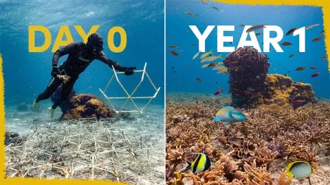 How a Man-Made Reef Transformed Into a Thriving Ecosystem in Just One Year