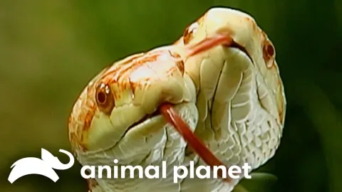 Two-Headed Snakes and Other Bizarre Animal Mutations Explained