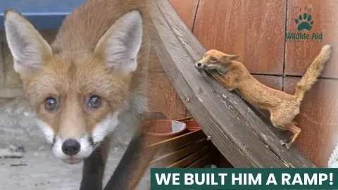 Fox Trapped in London Courtyard Gets a Custom Ramp to Escape Safely
