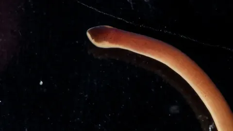 Purple Ribbon Worm A Predatory Marine Invertebrate with a Unique Hunting Strategy