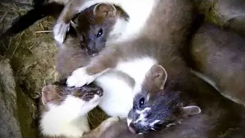 Watch Rare Footage of Stoat Kits Playing and Learning to Hunt Inside Their Secret Underground Ne