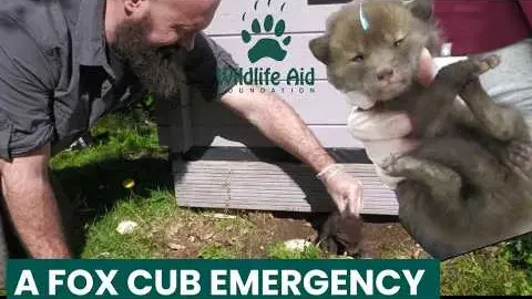 Rescue Team Discovers Five Fox Cubs in Critical Condition Under a Shed