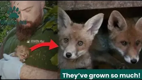 Fox Cubs Rescued After Mother Dies Thrive in Soft Release Program