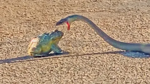 Bullfrog Defies Black Mamba in an Epic Struggle for Survival