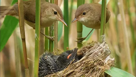 Cuckoo Reed Features and What to Know