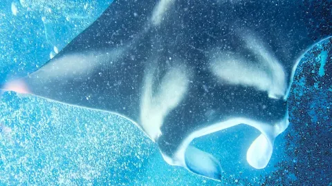 Manta Ray and the Natural Context
