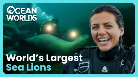 Swimming With The Largest Sea Lions On Earth In Near Freezing Waters