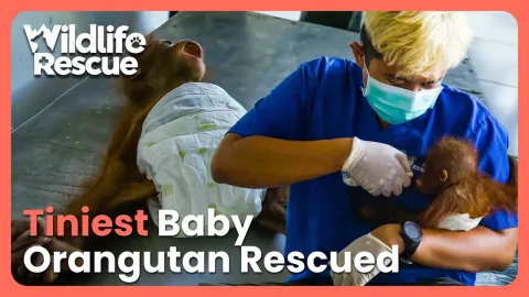 Orangutan Orphans at Borneo Rescue Center Learn to Survive Without Their Mothers