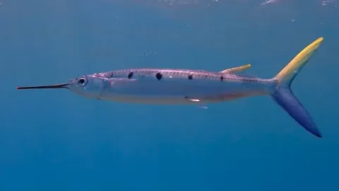 Halfbeak Fish Facts and Unique Adaptations