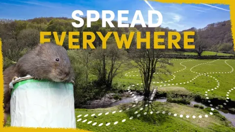 Water Voles Released in Cornwall Transform Farm Streams and Boost Biodiversity