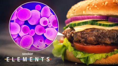 Microbes Could Be the Key to Sustainable Burgers