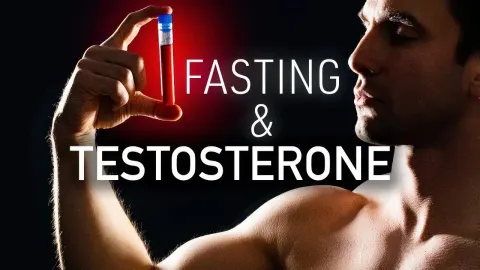 How Fasting Affects Testosterone Levels and the Refeeding Rebound Effect