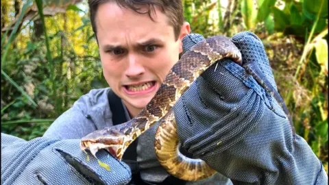 Cottonmouth Snake Bite Test on Supposedly Bite-Proof Gloves