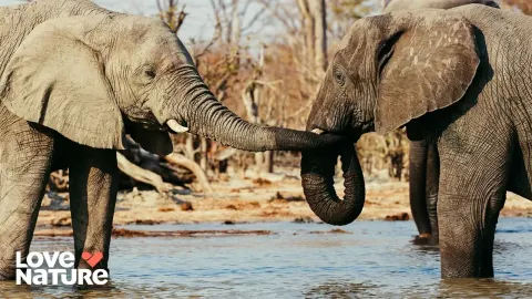 Elephants, Orcas, and Albatrosses Reveal Surprising Animal Behaviors