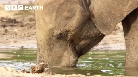 Forest Elephants Reveal Their Hidden Social Lives at a Mineral Rich Clearing