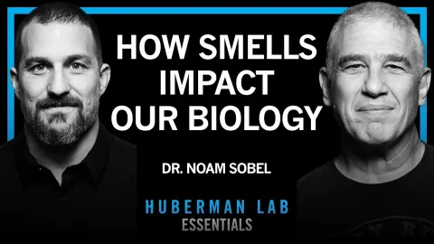 How Smell Shapes Hormones Health and Human Behavior According to Dr Noam Sobel