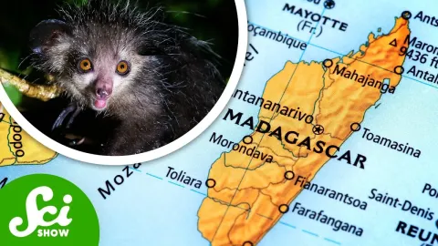 How Madagascar's Unique Geology Shaped Its Bizarre Wildlife