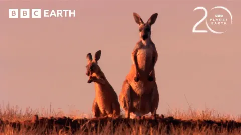 How Red Kangaroos Beat the Scorching Australian Heat